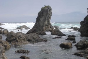 Coastal rock stack, western Southland (Susan Wiser)