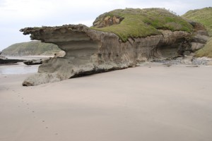Coastal turf at Sandhill Creek, Te Taitapu coast of west Nelson (Geoff Rogers