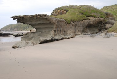 Coastal turf at Sandhill Creek, Te Taitapu coast of west Nelson (Geoff Rogers)