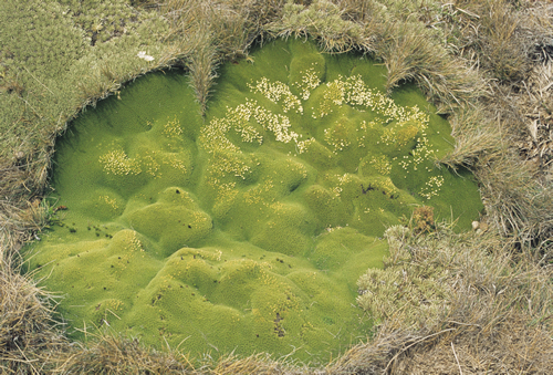 Cushion bogs » Manaaki Whenua