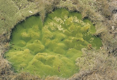 [Phyllachne colensoi] in cushion bog at Arthur´s Pass (Peter Williams)