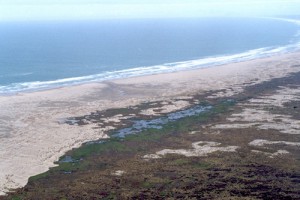 Damp sand plains, Westland (Peter Johnson)