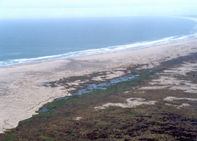 Damp sand plains, Westland (Peter Johnson)