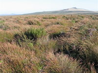 [Sporadanthus traversii] domed bog at Wharekauri, Chatham Island (Bev Clarkson)