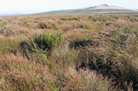 [Sporadanthus traversii] domed bog at Wharekauri, Chatham Island (Bev Clarkson)