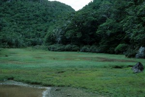 An ephemeral wetland in Burgoo Stream, western Nelson (PeterWilliams)