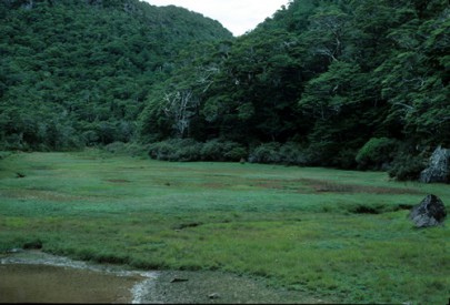 An ephemeral wetland in Burgoo Stream, western Nelson (Peter Williams)