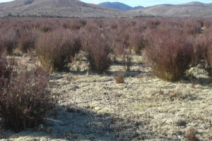 Old tephra plains with monoao ([Dracophyllum subulatum]) heathland at Rangitaiki Conservation Area, central North Island (Susan Wiser)