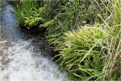 A geothermal streamside at Spa (Otumuheke) Stream, Taupo, with native ladder fern ([Nephrolepis flexuosa]), Christella ‘thermal’, inkberry ([Dianella nigra]), and adventive blackberry ([Rubus fruticosus]) (Bruce Burns)