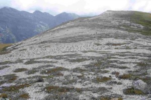 Granite sand plain on the Lookout Range, NW Nelson (Susan Wiser)