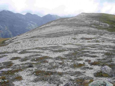 Granite sand plain on the Lookout Range, NW Nelson (Susan Wiser)