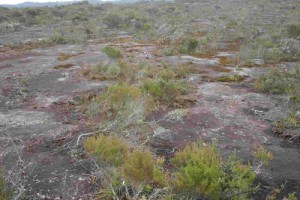 Gumland with cemented pan visible at the surface, Lake Ohia, Northland (Susan Wiser)