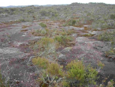Gumland with cemented pan visible at the surface, Lake Ohia, Northland (Susan Wiser) Gumland with cemented pan visible at the surface, Lake Ohia, Northland (Susan Wiser)