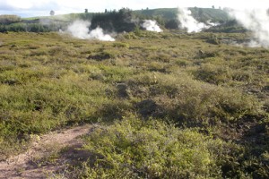 Geothermally heated ground (dry) with prostrate kanuka scrub at Karapiti/Craters of the Moon, north of Taupo (Susan Wiser)