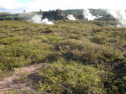 Geothermally heated ground (dry) with prostrate kanuka scrub at Karapiti/Craters of the Moon, north of Taupo (Susan Wiser)