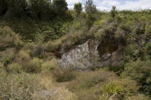 Hydrothermally altered ground (now cool) at Mokai, north–west of Taupo, with prostrate kanuka persisting (Mark Smale)