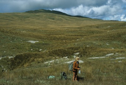 Erosion pavements scattered amongst grassland Matiri Range, western Nelson (Peter Williams)