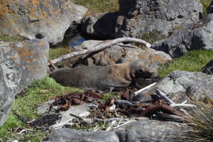 Marine mammal haul-out with a New Zealand fur seal at Turakirae Head, southeast of Wellington (Rowan Buxton)