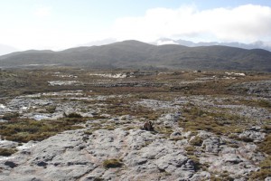 Sandstone erosion pavement on Stockton Plateau, Westland (R.P.Buxton)