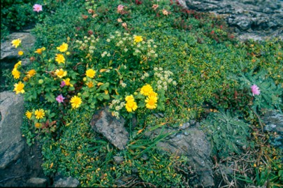 Rare native plants on seabird nesting sites, South Brothers Island (Shannel Courtney) Rare native plants on seabird nesting sites, South Brothers Island (Shannel Courtney)