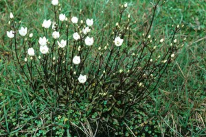 A flush in Burgoo Stream, West Nelson, with [Gentianella grisebachii] (Peter Williams)