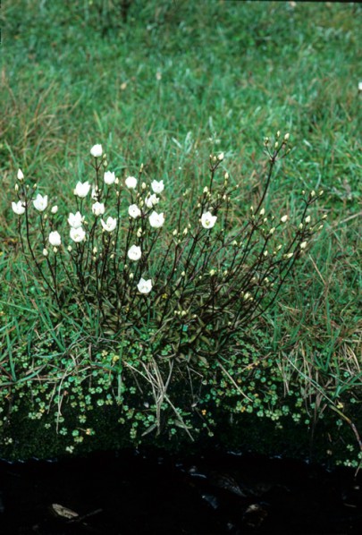 A flush in Burgoo Stream, West Nelson, with [Gentianella grisebachii] (Peter Williams)