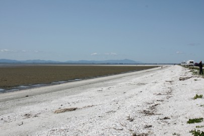 Shell barrier beach ('Chenier plains') (Janine Faulknor, Te Ara, the Encyclopedia of New Zealand, © Crown Copyright 2005 - 2011 Ministry for Culture and Heritage, New Zealand). 