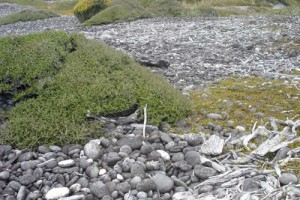 Shingle beach at Cobden Beach, West Coast. Image: Susan Wiser