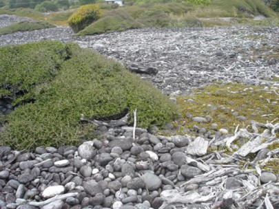 Shingle beach at Cobden Beach, West Coast. Image: Susan Wiser