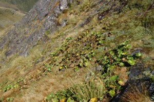 Snow bank vegetation on Mt O’Shanessy, Westland (Rowan Buxton)