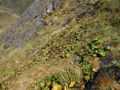 Snow bank vegetation on Mt O’Shanessy, Westland (Rowan Buxton)