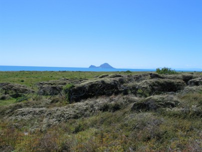 Stabilised sand dunes with kanuka, Rangitaiki plains, Bay of Plenty (Sarah Beadel)