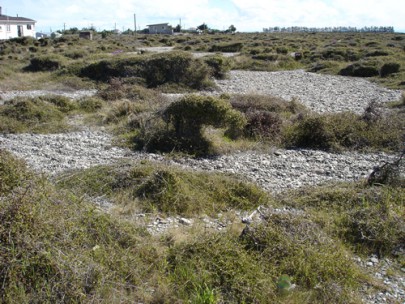 Hauroko Covenant, Birdlings Flat, Canterbury (Susan Wiser)