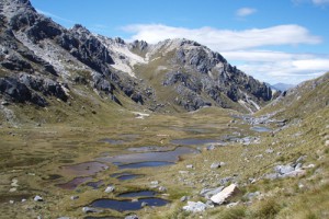 String mires Mt. Titiroa Fiordland. (Peter Williams)