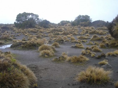 Volcanic dunes of the Rangipo ´Desert´, with widely spaced bristle tussock, [Rytidosperma setifolium] and islands of shrubby vegetation (Susan Wiser)