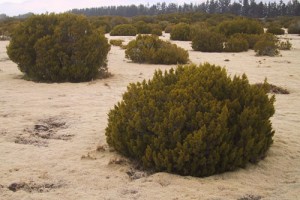Strongly leached terraces and plains with bog pine (Halocarpus bidwillii) heathland at The Wilderness Scientific Reserve, Southland (Sarah Richardson)