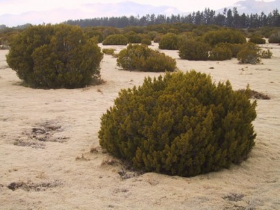 Strongly leached terraces and plains with bog pine (Halocarpus bidwillii) heathland at The Wilderness Scientific Reserve, Southland (Sarah Richardson)