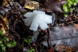 Fungi found during the fungal foray