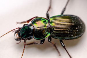 Alexander beetle (Megadromus antarcticus)