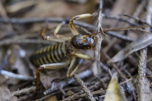 Wētā 