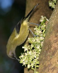 Bellbird / Korimako Bellbird / Korimako