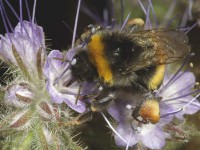 Bumble bee Bumble bee