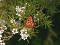 Copper butterfly 