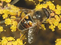 Drone fly [Eristalis tenax]