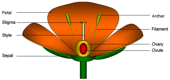 Stucture of a 'typical' flower