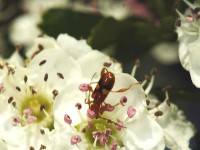 Flower longhorn beetle