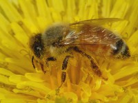 Honey bee Honey bee