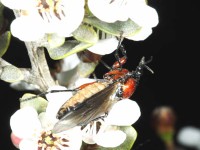 March fly March fly