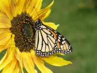 Monarch butterfly