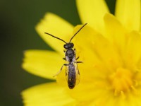 Native bee (Lasioglossum sordidum) Native bee (Lasioglossum sordidum)